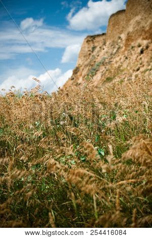 wildflowers on high coast by the sea, beautiful coastal landscape, travel concept