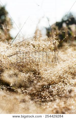 Dewdrops And Beads On The Brown Grass At The Dawn, Copyspace