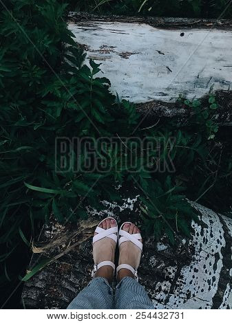 Ground With Lots Of Plants, Ferns, Lush Green Moss. Beautiful Background Of Natural Floor With Femal