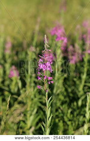 Blooming Willow-herb In The Field. Flowers Ivan Tea, Also Called: Fireweed, Epilobium. Selective Foc