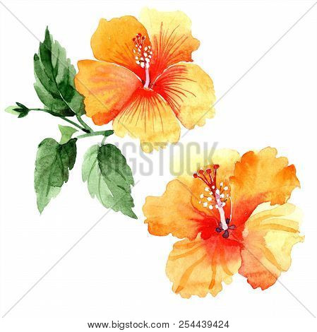 Watercolor Orange Naranja Hibiscus Flowers. Floral Botanical Flower. Isolated Illustration Element.