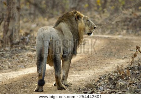 Asiatic Lion Or Panthera Leo Persica, Walking In The Forest At Gir National Park Gujarat, India