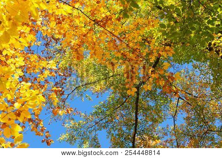 Vibrant Yellow And Green Walnut Fall Tree Foliage Background
