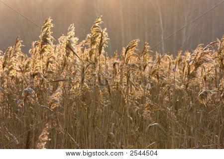 Abitanti al tramonto