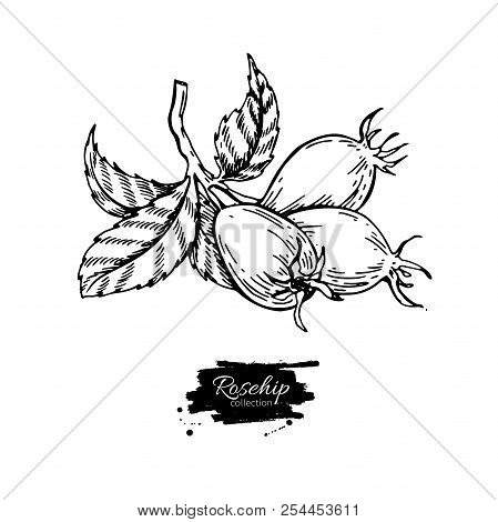 Rosehip Vector Drawing. Isolated Berry Branch Sketch On White Ba