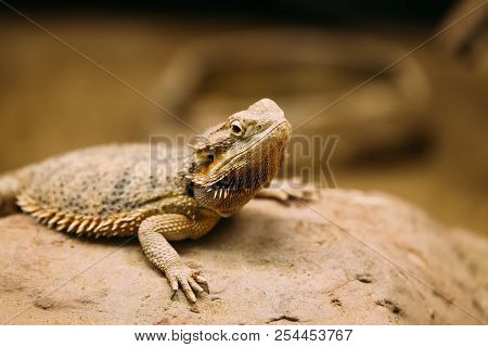 Picture Of Flat-tailed Desert Horned Lizard Resting On Rock