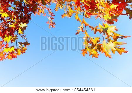 Oak Fall Tree Foliage Frame On Bright Blue Sky With Copy Space