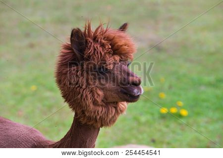 Llama Relax In Spring Sunny Day.