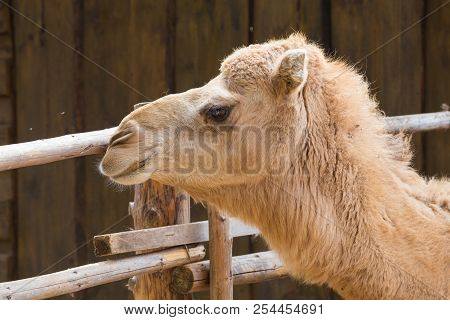 Camel Relax In Spring Sunshine Day.