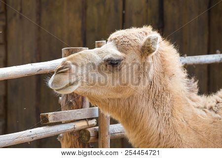 Camel Relax In Spring Sunshine Day.