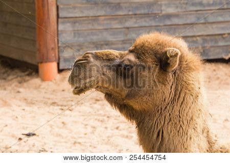 Camel Relax In Spring Sunshine Day.
