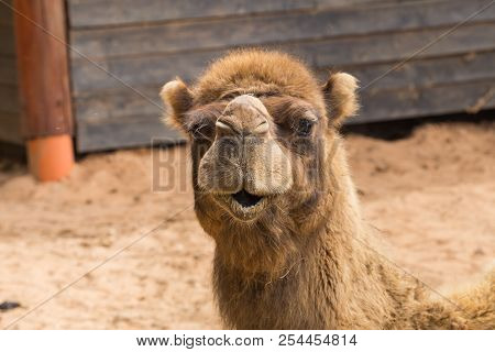 Camel Relax In Spring Sunshine Day.
