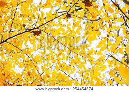 Vibrant Yellow English Walnut Autumn Tree Foliage Background