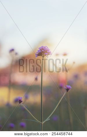 Flower Are Growing With Beautiful In Garden At Sky.