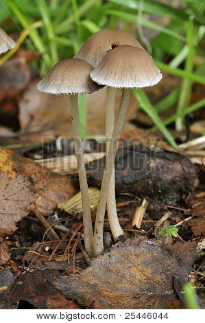 Brittlestem houba