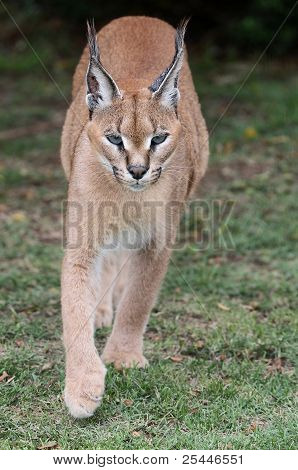 Caracal eller afrikanska Lynx