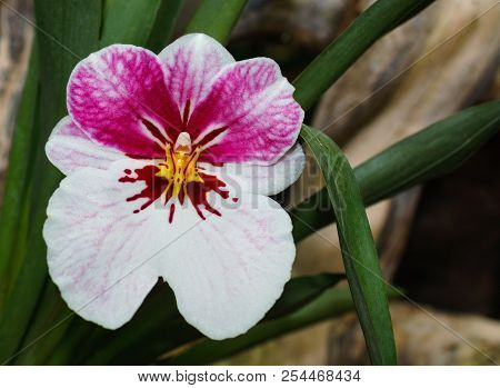 Beautiful Pink Orchid Branch Variety Miltonia   On Abstract Blurred Background