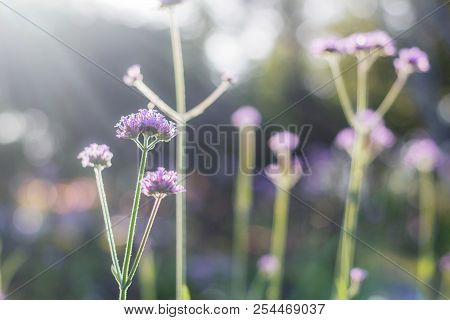 Wild Flower With Beautiful At The Sunlight.