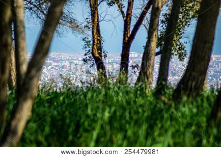 Day In The Forest