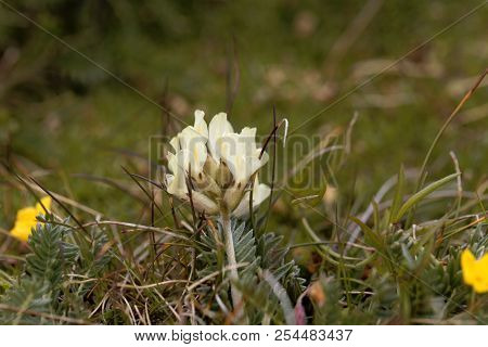 Flowers Of Field Locoweed (oxytropis Campestris) In The Austrian Alps.