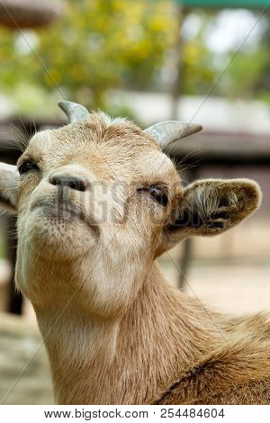 Dwarf Goat Looking Up Proudly In The Air