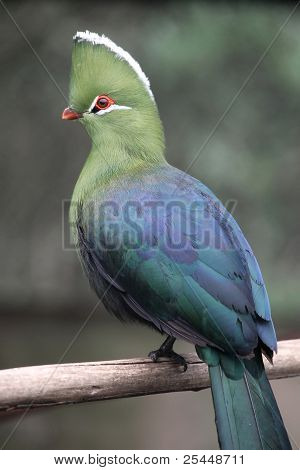 Knysna Loerie o Tauraco Ave