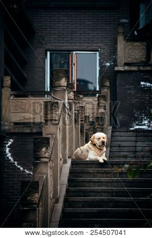 Dog in Xiahao Old street in Chongqing, China.