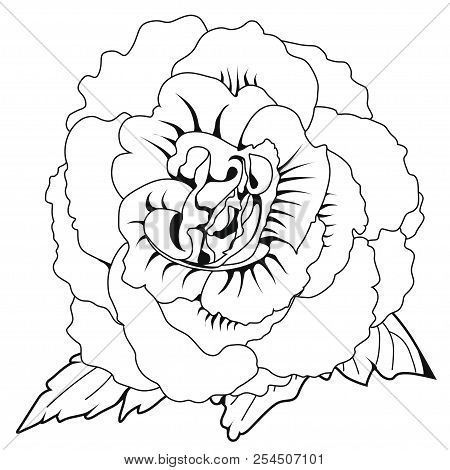Begonia X Tuberhybrida Blossoms. Coloring Book. Stock Illustration. Isolated Image On White Backgrou