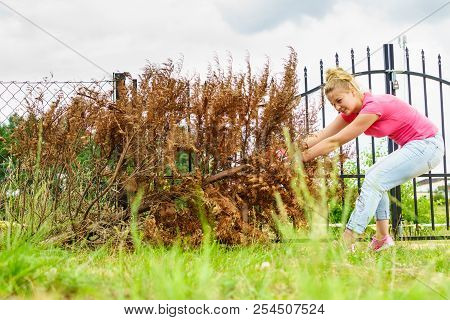 Woman Gardener Removing Withered Dried Thuja Tree From Her Backyard. Yard Work Around The House
