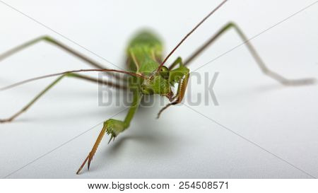 A Small Green Mantis On A Light Background
