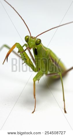 A Small Green Mantis On A Light Background