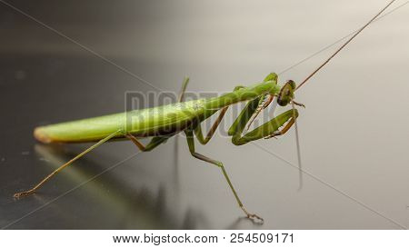 A Small Green Mantis On A Light Background