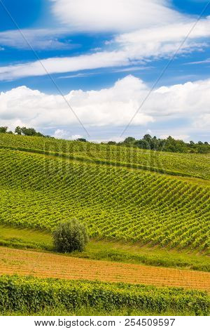 Daruvar Vineyard Landscape, Idyllic Green Hills, Croatia