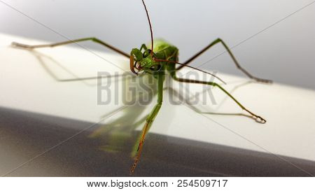 A Small Green Mantis On A Light Background