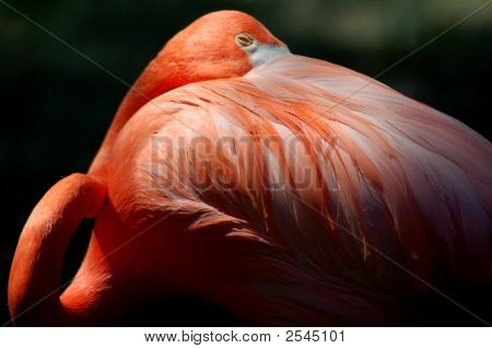 Flamingo8