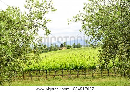 Merlot And Sangiovese Vineyard In The Italian Countryside. Umbria, Italy