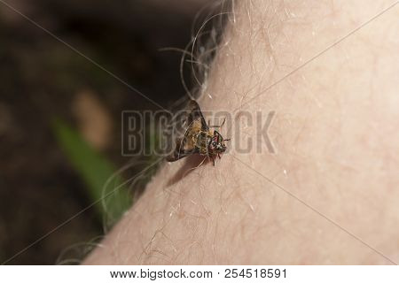 The Horsefly On The Human Hand Closeup Shot