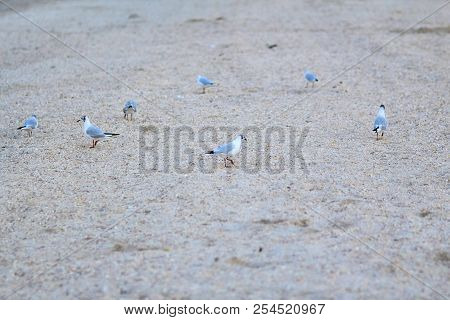 Gulls On The Beach. A Seagull Bird Is Walking On The Beach. Many Gulls Walk Along The Sand On The Be