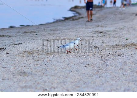 Gulls On The Beach. A Seagull Bird Is Walking On The Beach. Many Gulls Walk Along The Sand On The Be