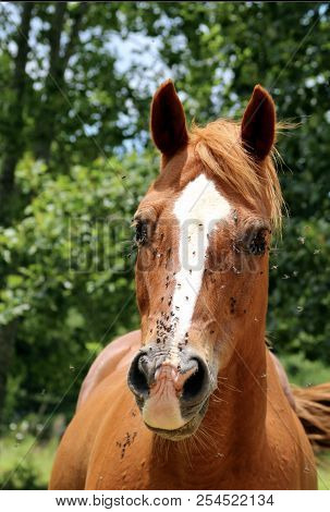 A Sweetheart Of A Horse With A Wrinkly Nose