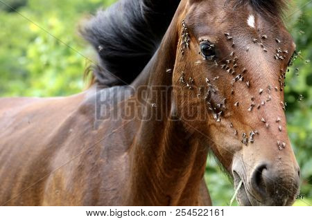 A young colt eating grass with his black mane blowing in the wind