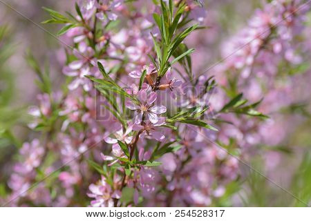 Blooming Steppe Almond (prunus Tenella). Natural Plant Background With Pink Flowers.