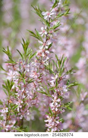 Blooming Steppe Almond (prunus Tenella). Natural Plant Background With Pink Flowers.