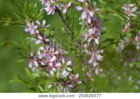 Blooming Steppe Almond (prunus Tenella). Natural Plant Background With Pink Flowers.