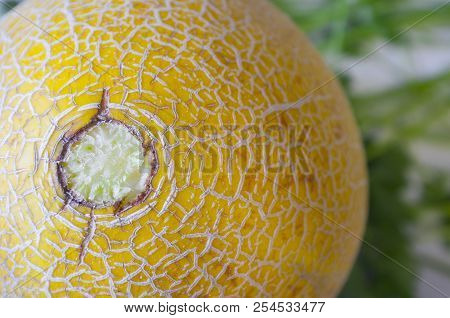 Galia Melon Skin Over Parsley Background. Closeup
