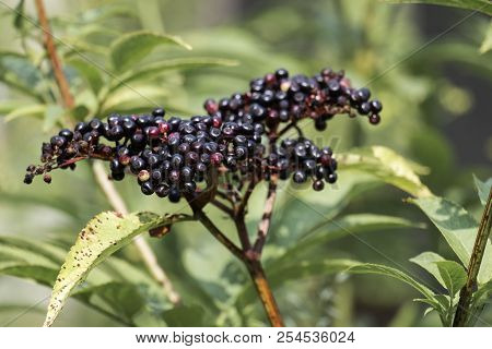 Bunch Of Ripe Dwarf Elder Berries. Danewort Berries (sambucus Ebulus)