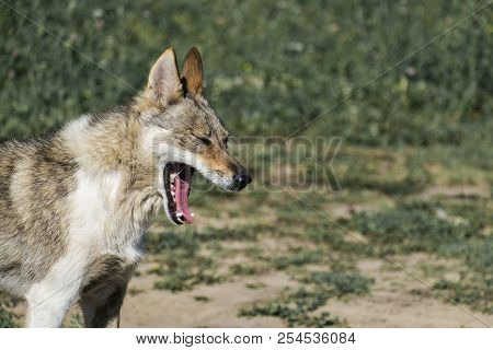 Dog From The Genus Of Wolves Choking On Laughter Or Just Yawns