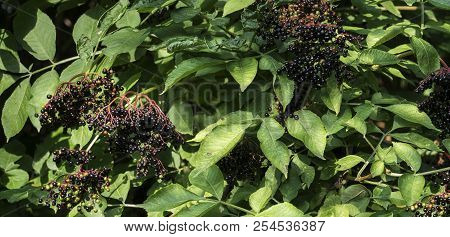 Bunches Of Ripe Black Elder In Green Foliage (sambucus )
