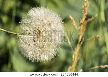 Faded Flower Of Meadow Goat's-beard. Large Fluffy White Dandelion Parachute (tragopogon Pratensis)