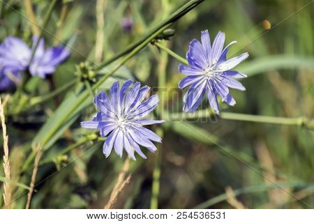 Flowers Of Common Chicory. Blue Daisy Flowers On A Meadow (cichorium Intybus)